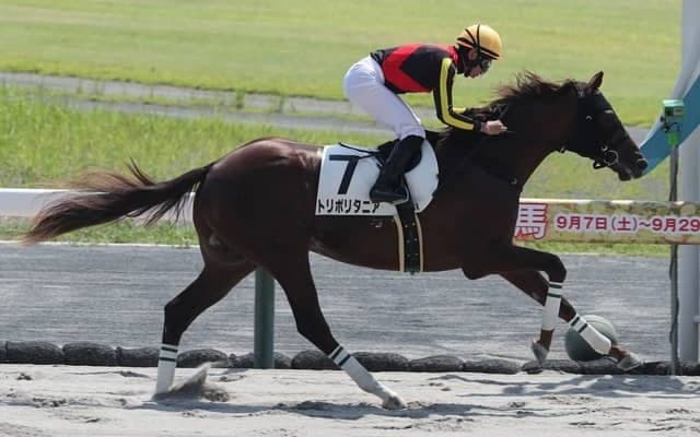 【中京4R新馬戦結果】トリポリタニアが快勝 ルヴァンスレーヴ産駒のJRA初勝利