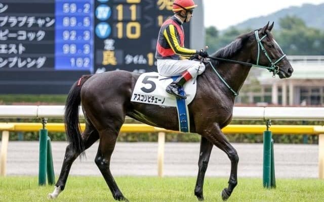 【京成杯AH前日オッズ】アスコリピチェーノが1.7倍で1番人気