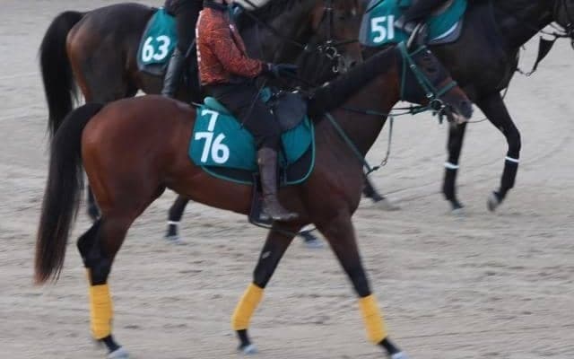 重賞4勝ナムラクレアの半妹 ナムラクララが初陣へ態勢万全/関西馬メイクデビュー情報