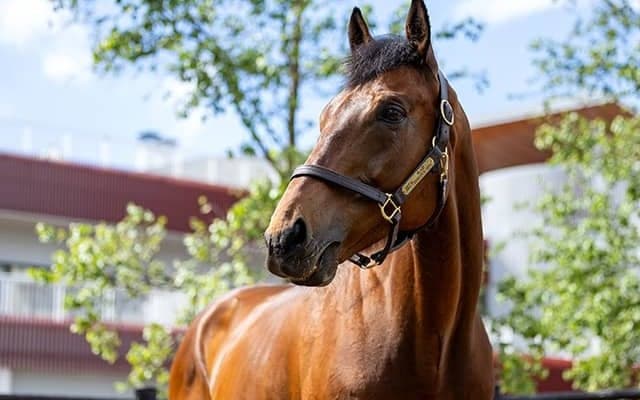ブラストワンピース、ノンコノユメらGI馬も 引退競走馬多数の馬術大会が開催