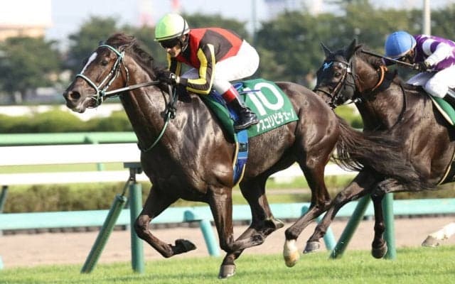 【京成杯AH】断然人気アスコリピチェーノが秋初戦を制する