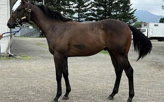 【JRA新馬戦】フォーエバーヤングの半妹ブラウンラチェットなどがデビュー