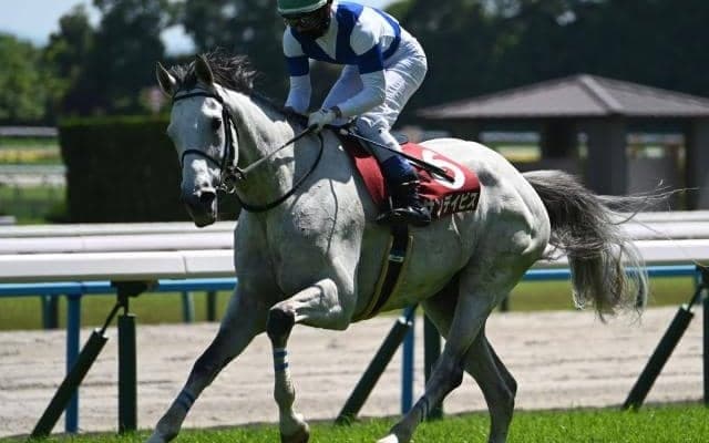 今年の京都HJ覇者サンデイビスに右前浅屈腱炎が判明 9カ月以上の休養要す見込み