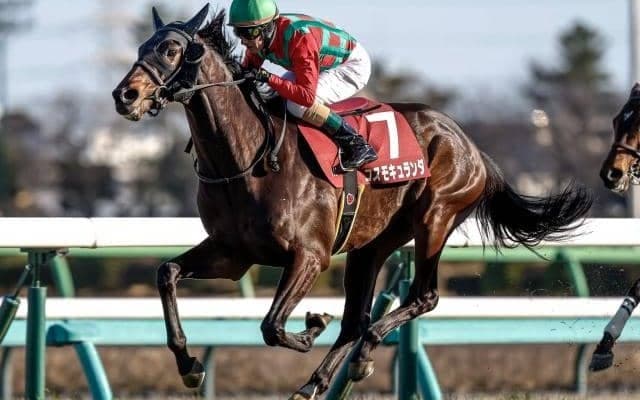 【セントライト記念枠順確定】コスモキュランダは5枠8番、スティンガーグラスは7枠12番