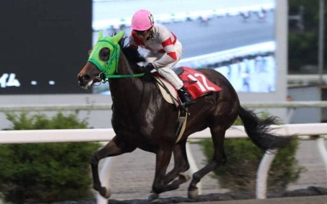 【高知・堆金菊特別】ドライブアウェイがデビュー3連勝…多田羅「最後までいい脚」