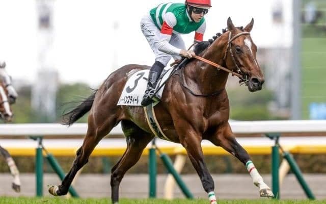 【オールカマー見どころ】GI級の器レーベンスティールの連勝だ