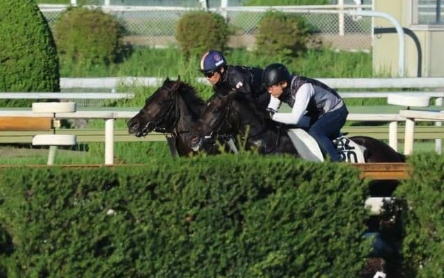 アメリカンオークス覇者を母に持つ1.3億円馬 サンライズアレスが初陣/関西馬メイクデビュー情報