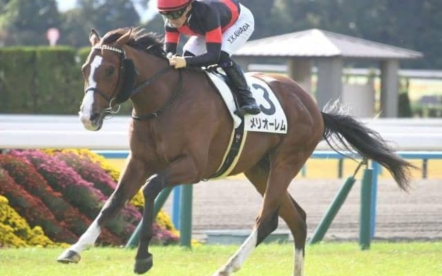 【神戸新聞杯予想オッズ】メリオーレムが予想1番人気