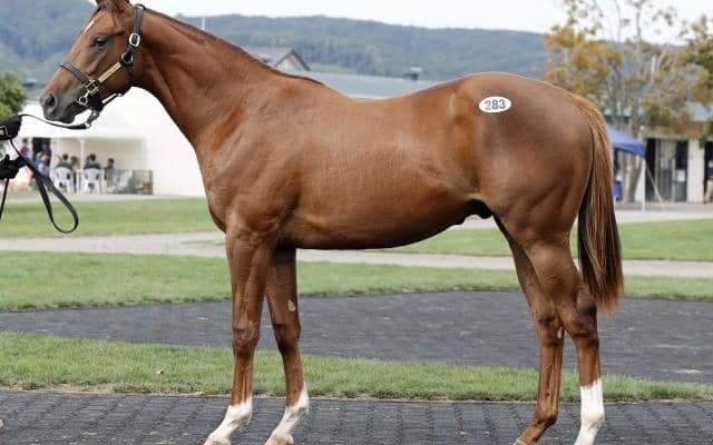 スパイスシャワーの2023が最高価格の2100万円 セプテンバーセール2日目