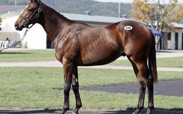 2024セプテンバーセール最終日 シニスターミニスター産駒ピエノフィオレの2023が最高価格