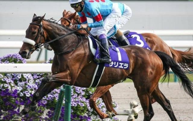 牝馬が強いGIIで 良血サリエラが狙う“今度こそ”