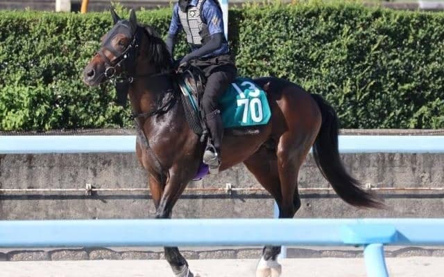 オーレアミストなど、先週のゲート試験/栗東トレセンニュース