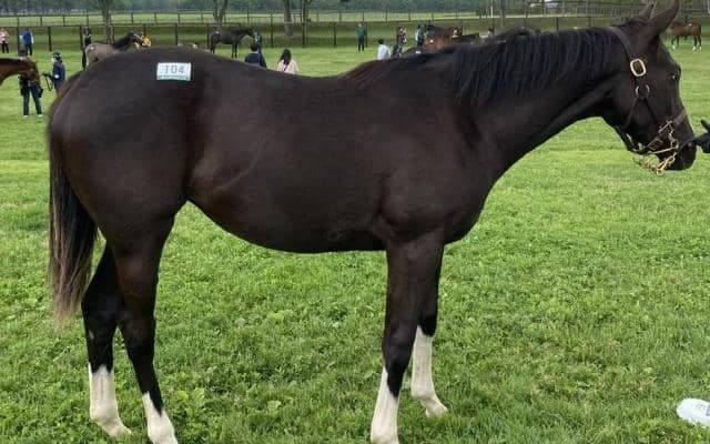 【JRA新馬戦】リトルアマポーラの仔カシオペアなどがデビュー