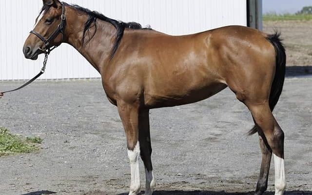 “ホリエモン”こと堀江貴文氏が土曜中山で馬主復帰戦 JRAでの所有馬出走は19年ぶり