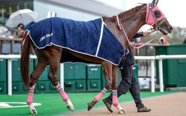 【シリウスS枠順確定】オメガギネスは2枠2番、ハピは8枠15番