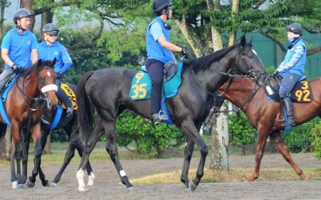 近親にアエロリットやミッキーアイル 国枝師も「いいモノを持っている」と話すガルダイア/関東馬メイクデビュー情報