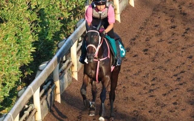 ショウナンザナドゥなど、先週の入厩情報/栗東トレセンニュース