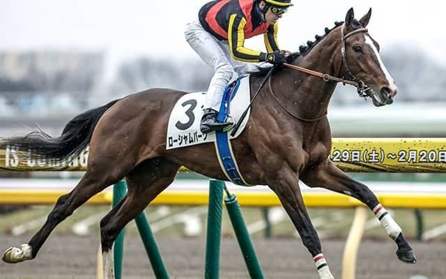 祖母に名牝エアグルーヴを持つ血統馬 毎日王冠で秋の大舞台に弾みをつける勝利なるか