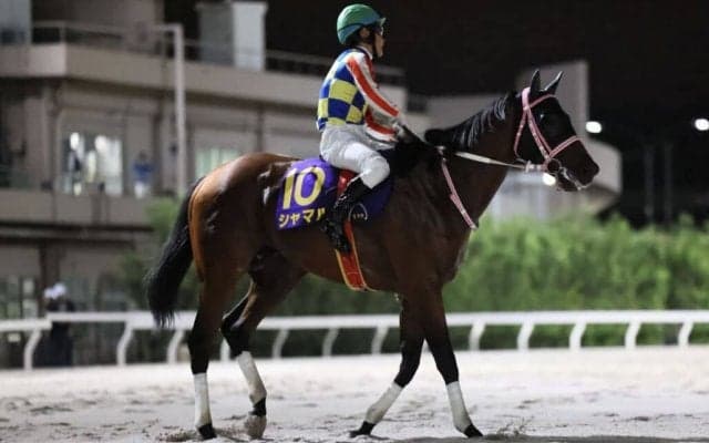 【東京盃】川須「次はリベンジしたい」シャマルはしぶとく3着