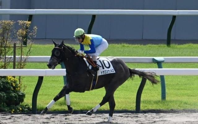 【京都4R新馬戦結果】フロステッド産駒のドラゴンウェルズが9馬身差圧勝