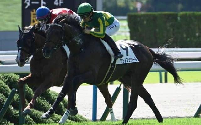 【京都5R新馬戦結果】エピファネイア産駒サトノブリジャールが人気に応え差し切りV