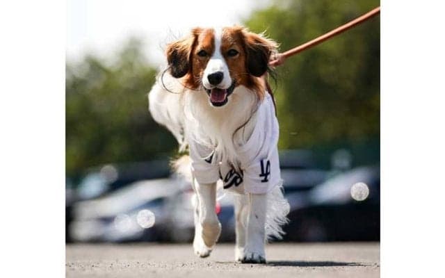 大谷翔平＆“スーパースター”の登場を一斉速報　米メディアの視線釘付け「豪華に到着」