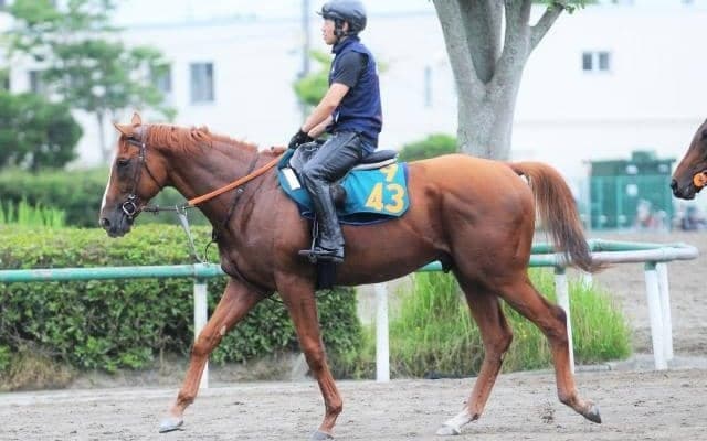 母リリーノーブルはGIで何度も好走 初仔デンクマールが東京で初陣/関東馬メイクデビュー情報