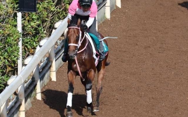 Top Hat Tangoの2022(ジェバーダ)など、先週のゲート試験/栗東トレセンニュース