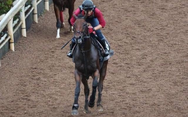 デルアヴァーなど、先週の入厩情報/栗東トレセンニュース