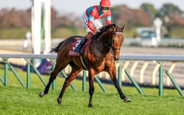 ガストリックが抹消・乗馬に 22年の東スポ杯2歳S覇者