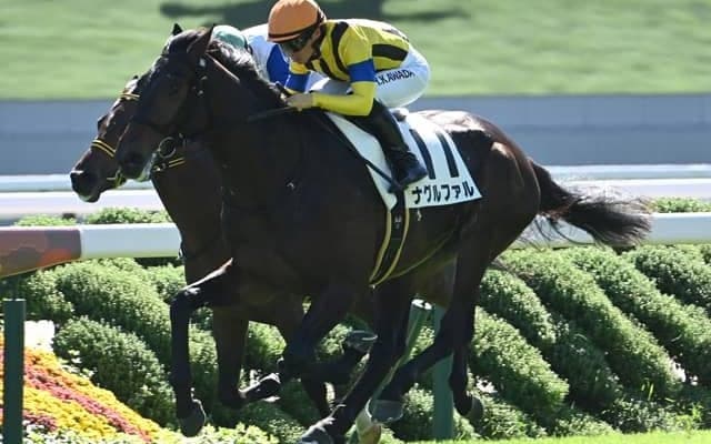 【京都5R新馬戦結果】エピファネイア産駒ナグルファルが競り合いを制す