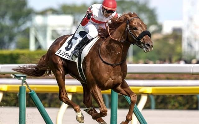 【菊花賞予想オッズ】ダノンデサイルが予想1番人気