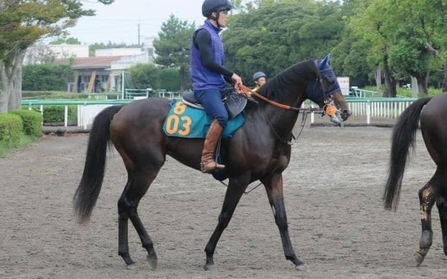 セレクト3億超の良血馬が初陣 半兄にGIホースがいるキングノジョー/関東馬メイクデビュー情報