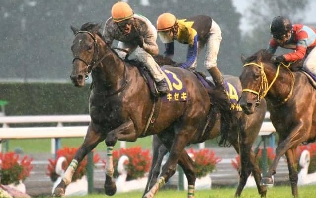 菊花賞馬キセキなど子孫に一流馬多数 “非凡な影響力”を武器に欧州血統を支えるアホヌーラ