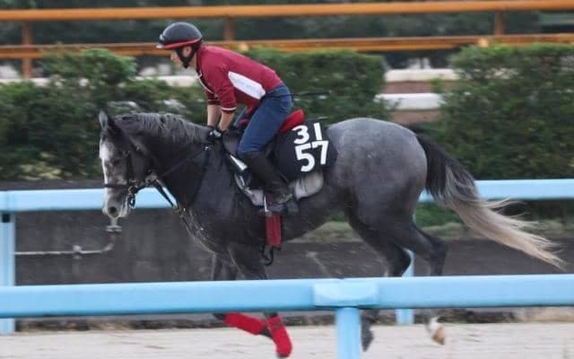 クァンタムウェーブなど、先週の入厩情報/栗東トレセンニュース