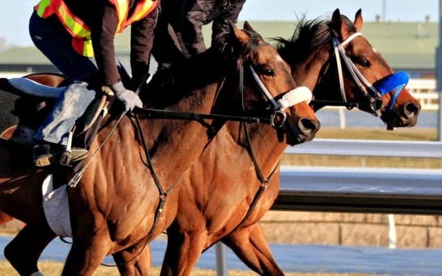 【菊花賞／追い切り診断】前走自己条件の上がり馬に「A」の高評価　GI馬に手応え優勢で精神面、操縦性は“絶品レベル”