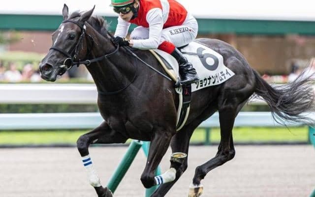 母はジャパンC覇者の白老牝系が誇る良血 出世レースで連勝なるか