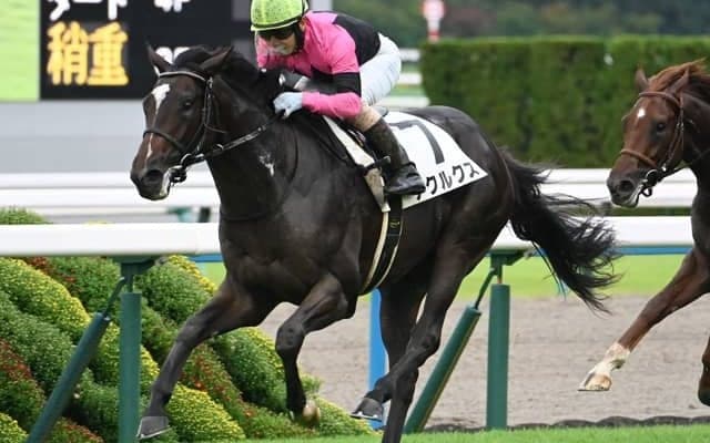 【京都5R新馬戦結果】イスラボニータ産駒アクルクスが抜け出し快勝