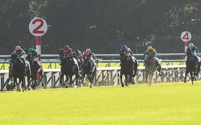 【菊花賞予想】上位人気3頭での馬連は成功率ゼロ？ 過去データから探るGI菊花賞