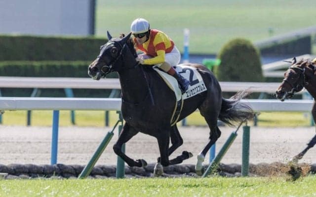 【新馬/京都4R】エリカエクスプレスが人気に応える