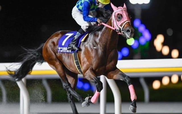 【浦和・埼玉新聞栄冠賞】日本テレビ盃4着のナニハサテオキは2枠2番