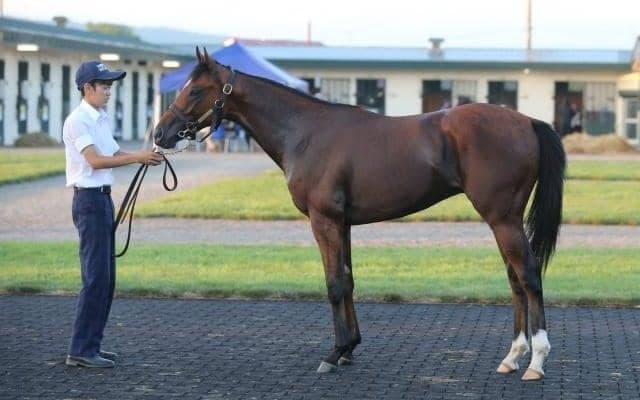 高校生の生産馬が“ダート競馬の祭典”JBC当日にデビューへ