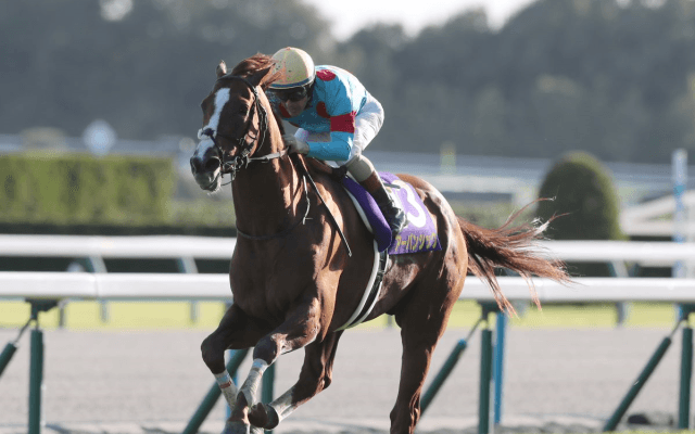 なぜ関東馬はクラシック戦線で優位なのか　背景にC.ルメールが築いた“緊密な関係”【菊花賞＆秋華賞】