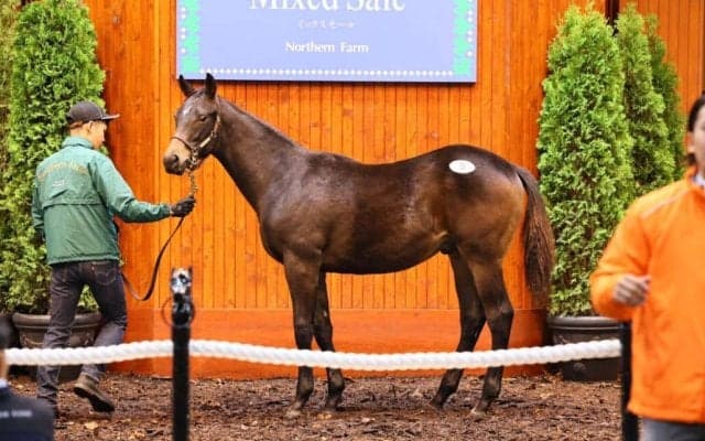 【ミックスセール2024】コントレイル産駒牡に9200万円