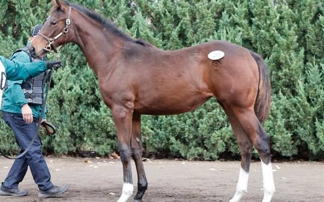 最高額2億9000万円に億超えは2ケタ10頭 ミックスセール大盛況