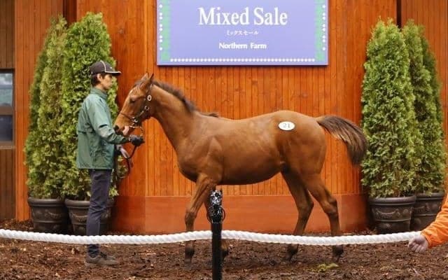 ミックスセール最高額はジャスティンミラノ半弟で2億9000万円 当歳部門の総額は35億5500万円に