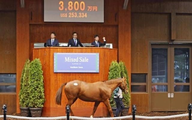 ミックスセール繁殖牝馬部門最高額はラクアミで3800万円 今年の札幌2歳S2着馬の母