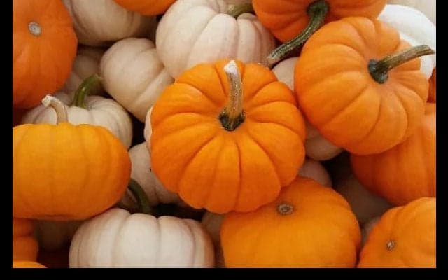 【ゴルファーのための食事学】ゴルフで疲れた身体は『かぼちゃ』で回復！