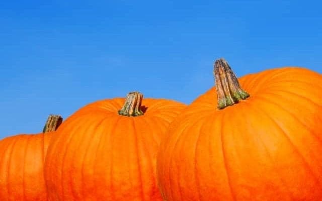 秋バテ防止にも効く！栄養豊富なカボチャを食べて、免疫力を高めよう！