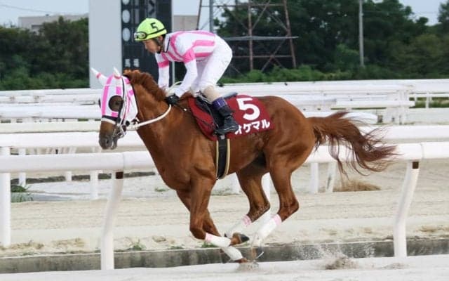【ネクストスター園田】オケマルが無傷の三連勝…下原「ホッとした」